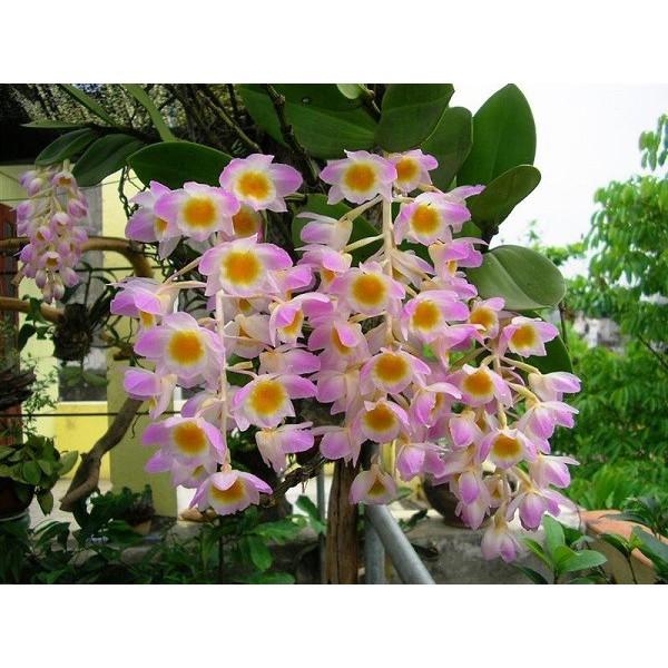 CHẬU LAN KIỀU TÍM, KIỀU HỒNG ,DÒNG LAN THỦY TIÊN