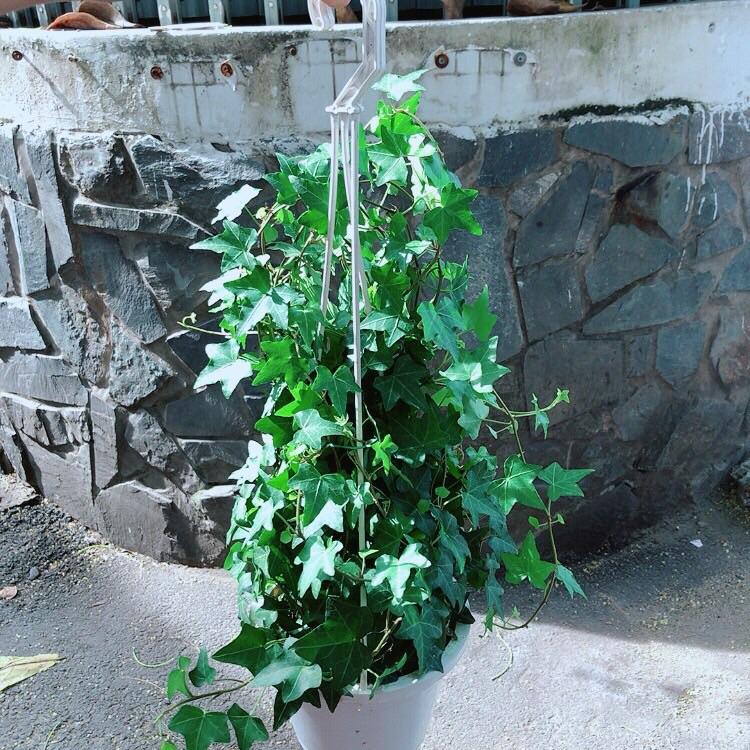 Chậu Cây Thường Xuân