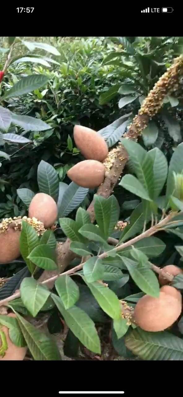 Cây Hồng Xiêm Ruột Đỏ Khổng Lồ