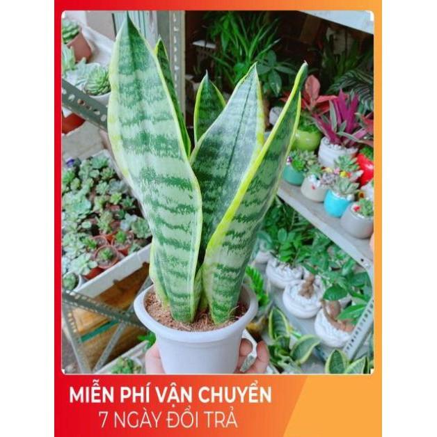 Lưỡi Hổ Cao