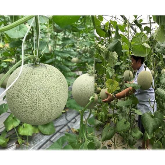 Hạt giống dưa lưới xanh siêu ngọt
