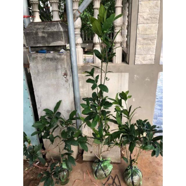Cây Hoa Dạ Hợp