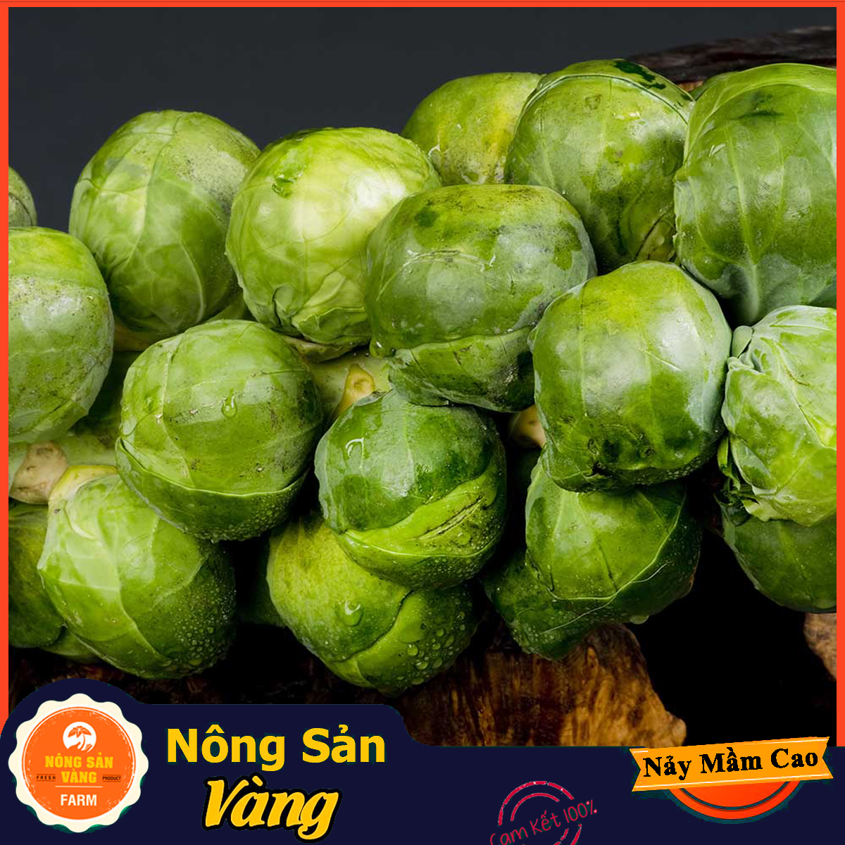 Hạt giống Bắp Cải Tí Hon Xanh - Nông Sản Vàng
