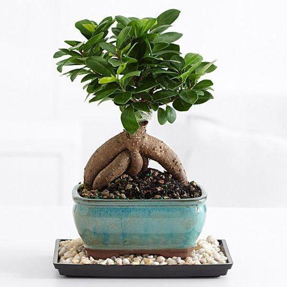 CÂY SANH LÙN NHẬT BONSAI MIMI SIÊU ĐẸP, CÂY PHONG THỦY ĐỂ BÀN VƯỢNG KHÍ CHO GIA CHỦ