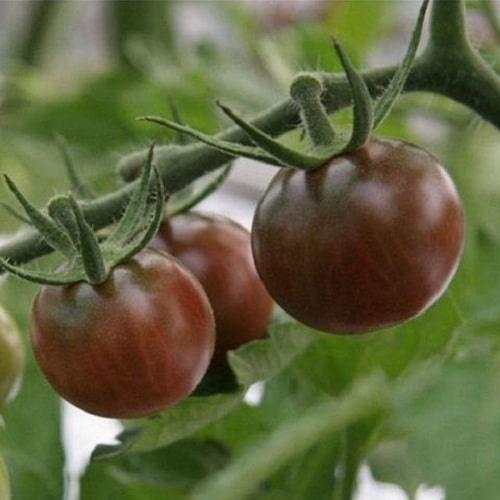Hạt Giống Cà Chua Socola F1 KNS361 - Gói 30 hạt
