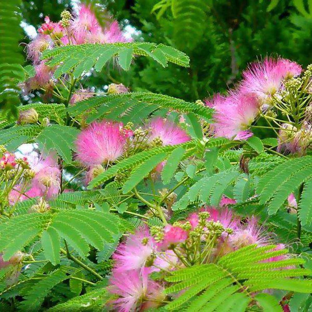 Cây me tây - cây giống