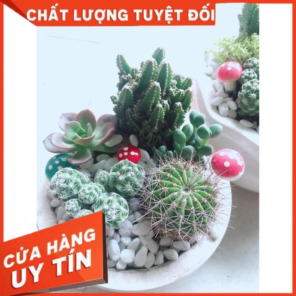 Chậu cây mix sẵn Nhiều Người Mua