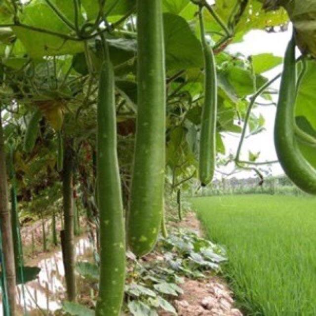 Hạt giống bầu sao  trái dài F1
