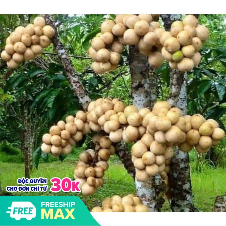 Cây giống bòn bon thái lan hay dâu da thái