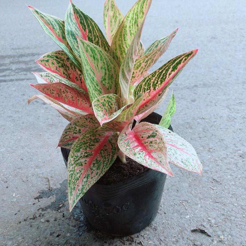 Cây Thịnh Vượng