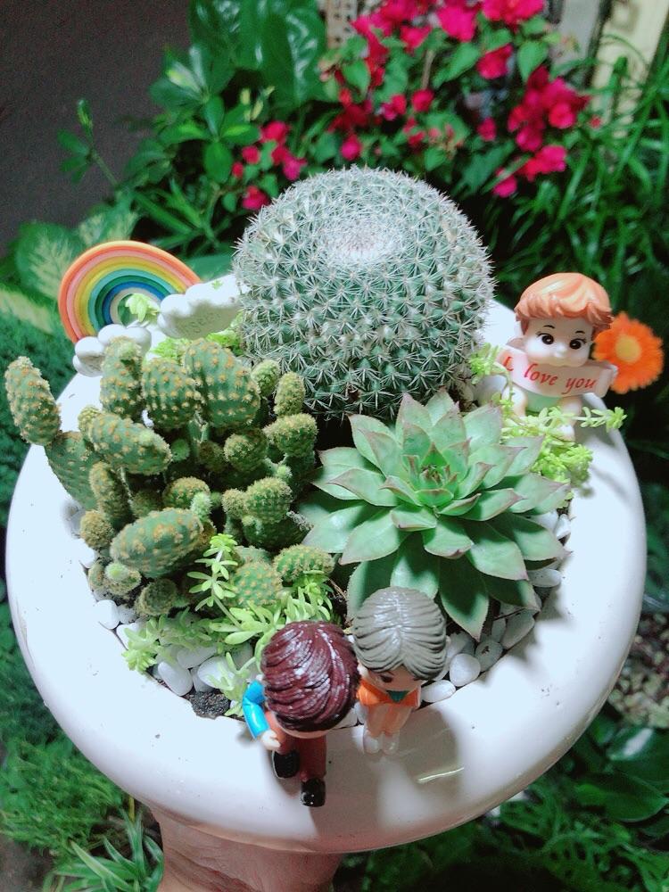 Chậu Cây Xương Rồng Tiểu Cảnh