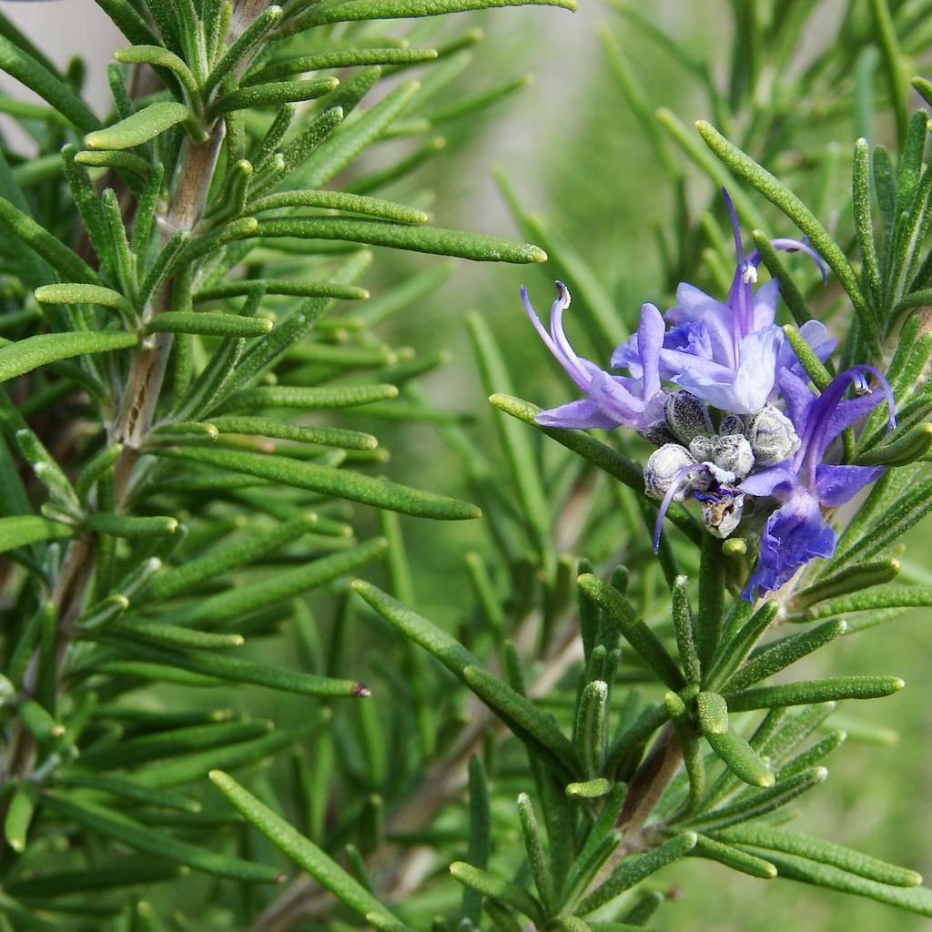 Cây Hương Thảo (Rosemary) cỡ to - cây gia vị với hương thơm dịu nhẹ, có khả năng làm giảm đau đầu, xả stress, làm đẹp