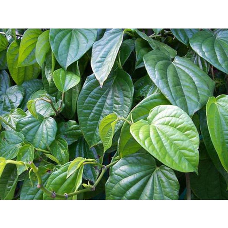 CÂY GIỐNG CÂY LÁ TRẦU KHÔNG