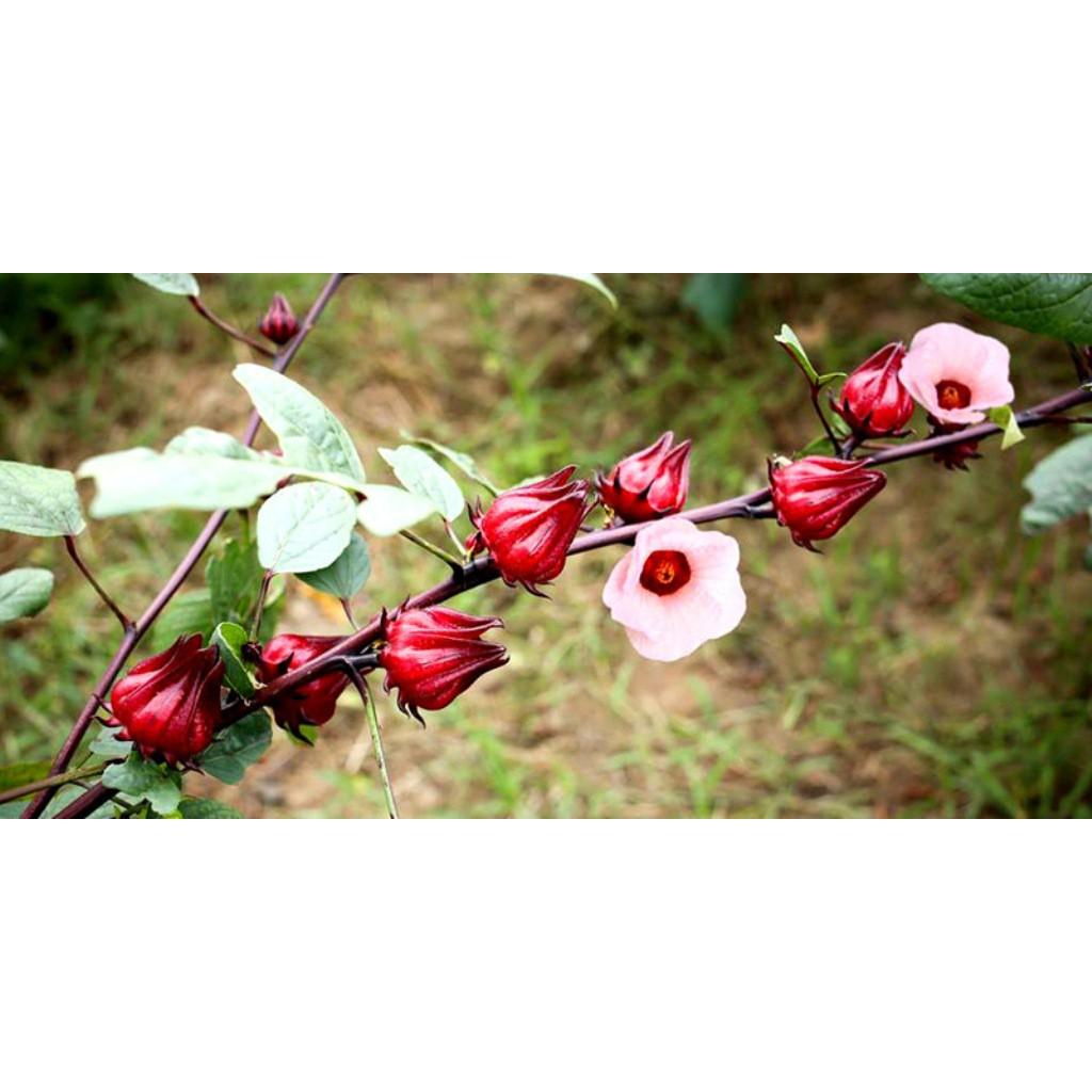 Hạt Giống Hoa Atiso Đỏ - 2gr