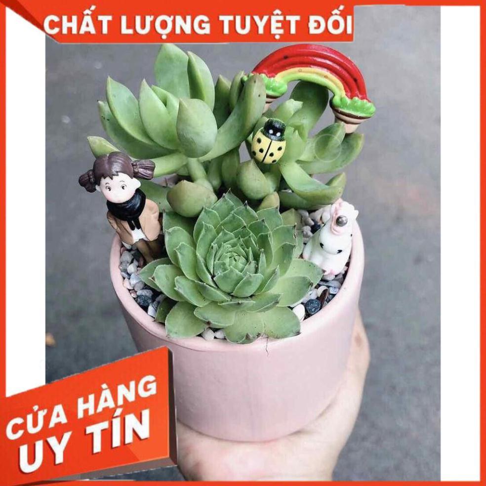 Chậu sen đá tiểu cảnh Nhiều Người Mua