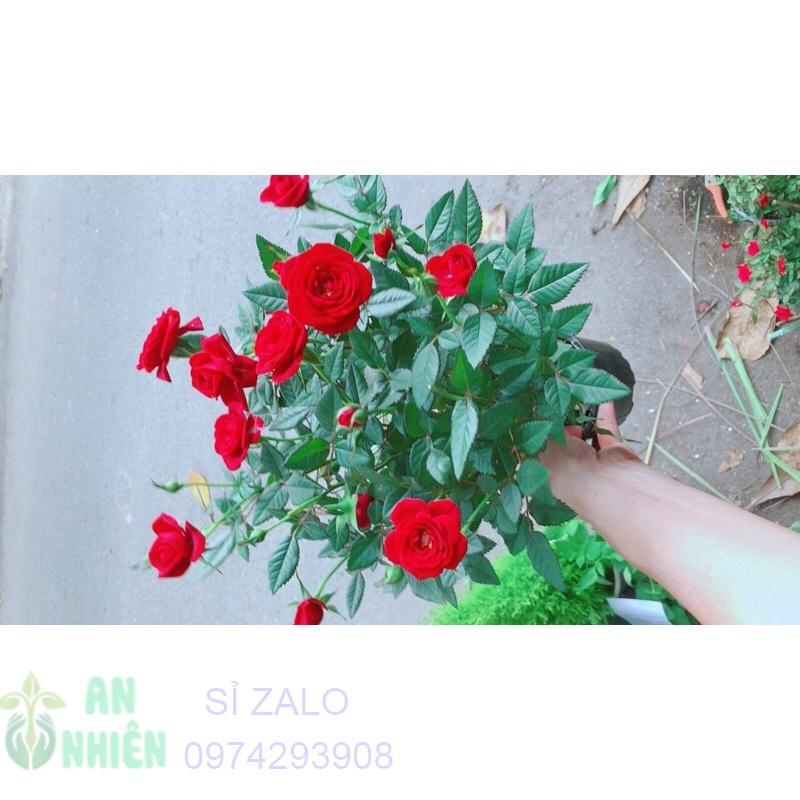 Hoa Hồng Đỏ Nhiều Bông