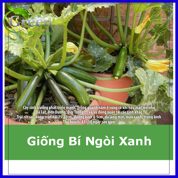 Hạt Giống Bí Ngòi Xanh Sai Trái