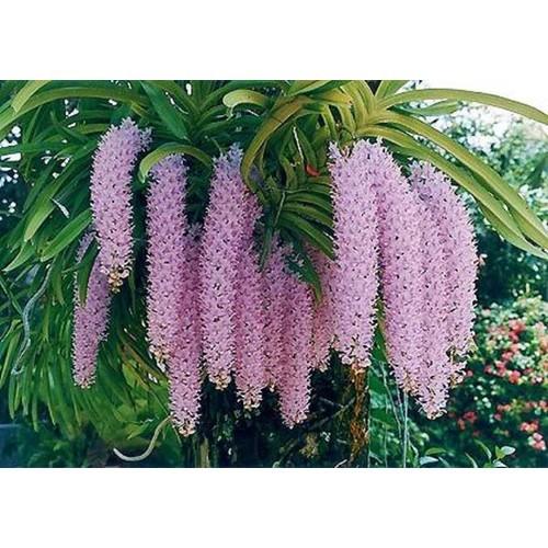 Cây giống lan đuôi chồn CGLDC