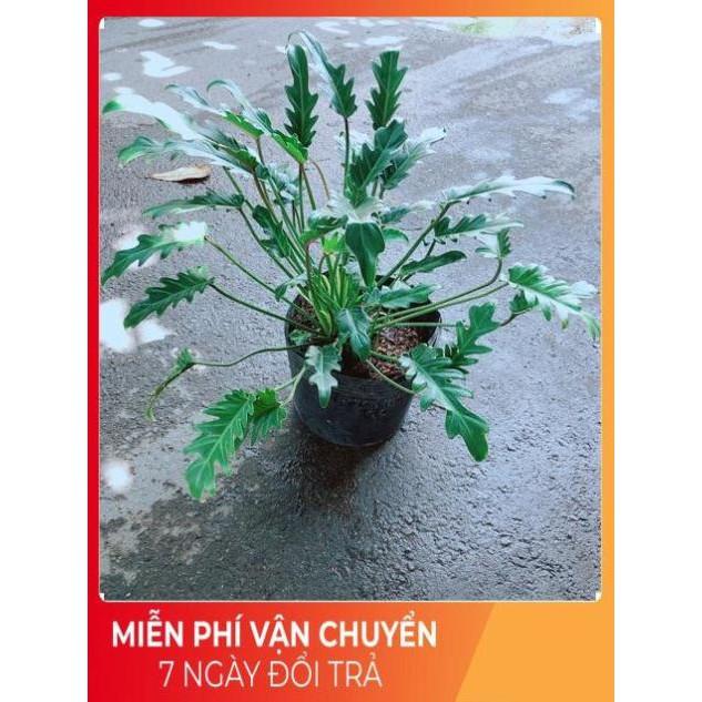 Trầu Bà Chân Vịt