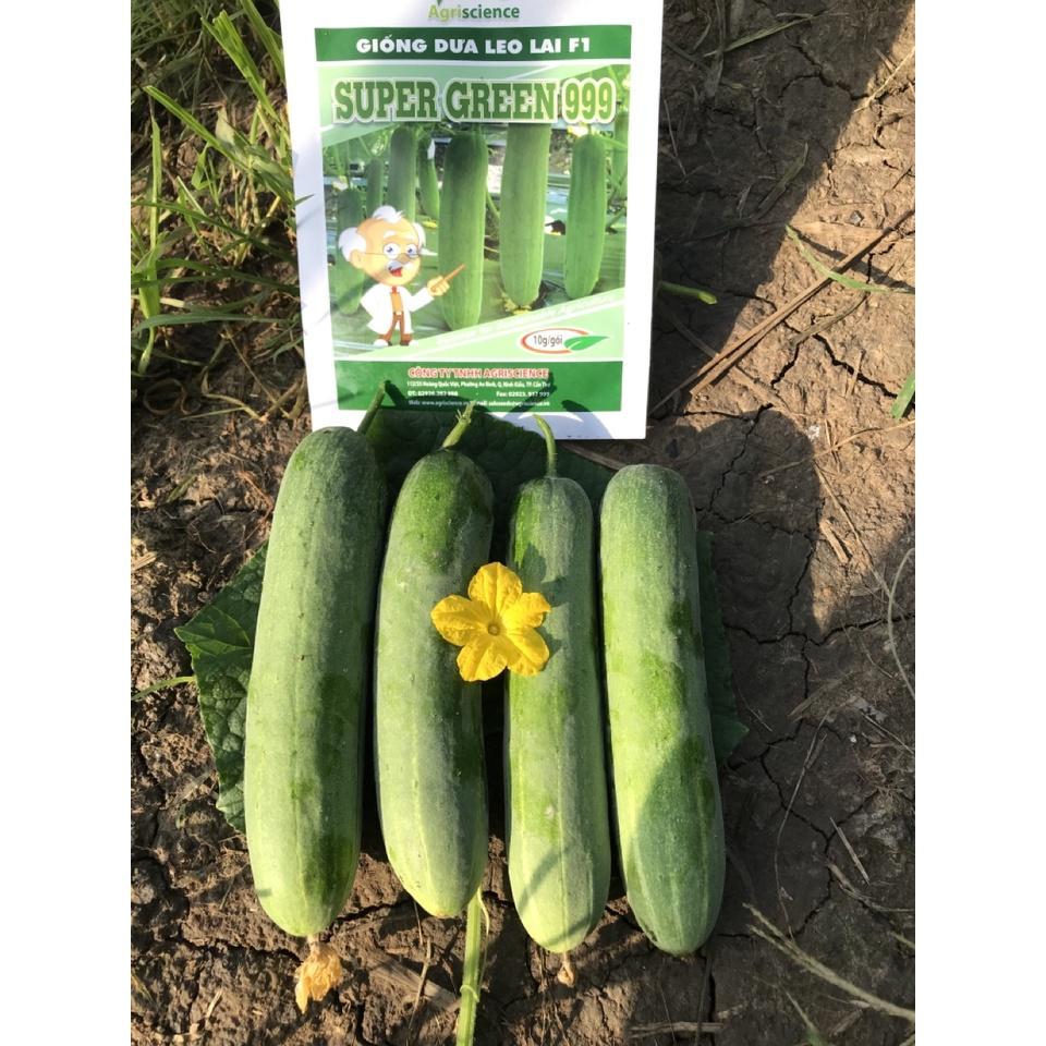Hạt giống Dưa Leo Lai F1 - Super Green 999