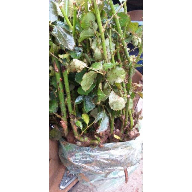 Hồng cổ nhiều màu
