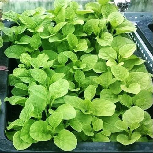 Hạt giống dền xanh lá tròn