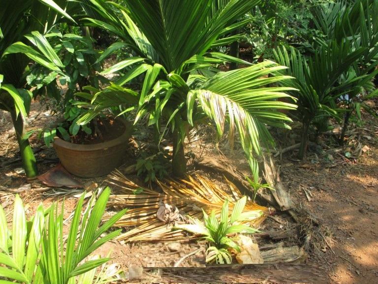 Cây CAU LÙN giống - Cây Phong thủy, hàng cây F1 - cây ảnh số 1
