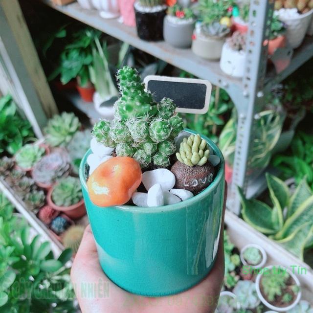 Chậu Xương Rồng Tiểu Cảnh