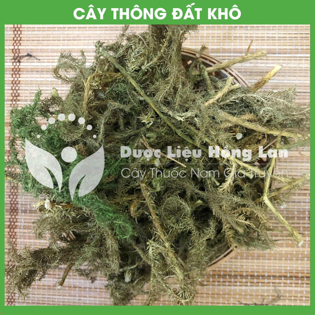 Cây Thông Đất khô sạch đóng gói 500gram