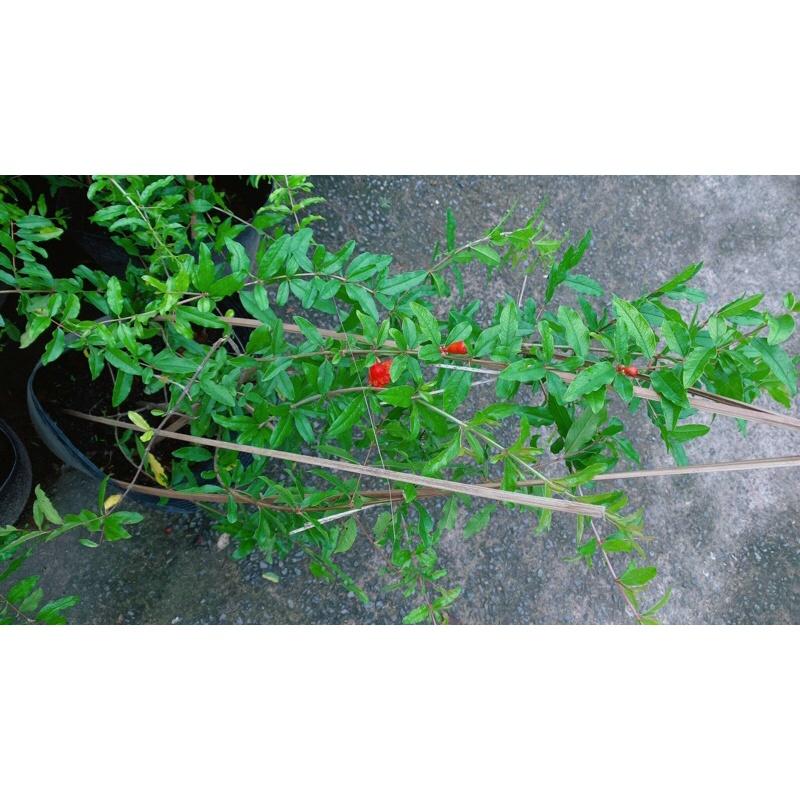 Cây Lựu Ấn Độ