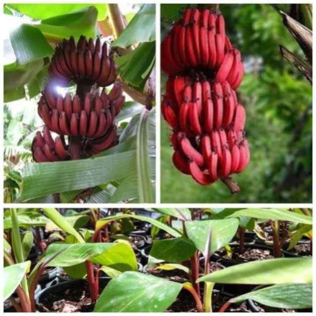 Sản phẩm CÂY GIỐNG CHUỐI ĐỎ