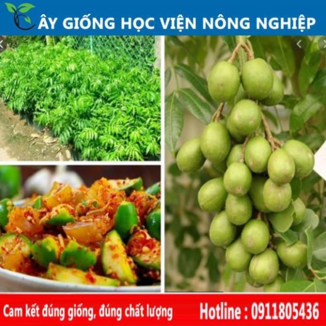 Sản phẩm Cây Ăn Trái cây cóc thái sai quả, ăn ngon làm cảnh đẹp