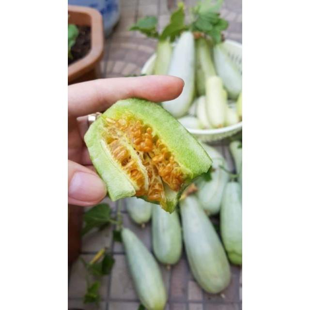 Hạt giống Dưa lê quả dài Yang Jiao Mi F1 - Dưa lê chuối 0.3gr/gói