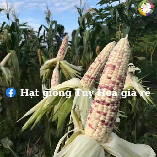 Hạt giống bắp nếp lai F1 tím hoa 35 gói 500 gram