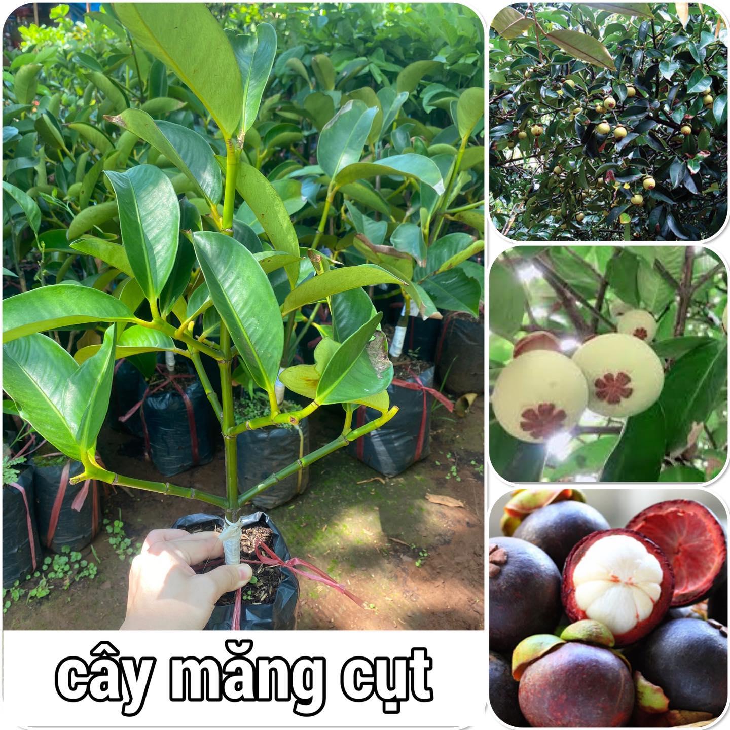 Cây giống MĂNG CỤT GHÉP cho trái siêu sớm, siêu trái.