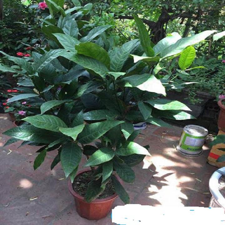 NGUYÊN CHẬU CÂY HOA DẠ HỢP  TRẮNG TINH KHÔI, THƠM DỊU DÀNG -