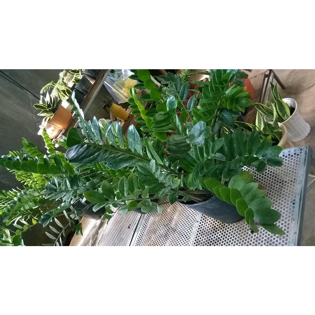 CÂY KIM TIỀN CHẬU TO