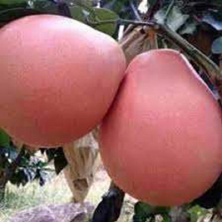 CÂY GIỐNG BƯỞI ĐỎ PHÚC KIẾN
