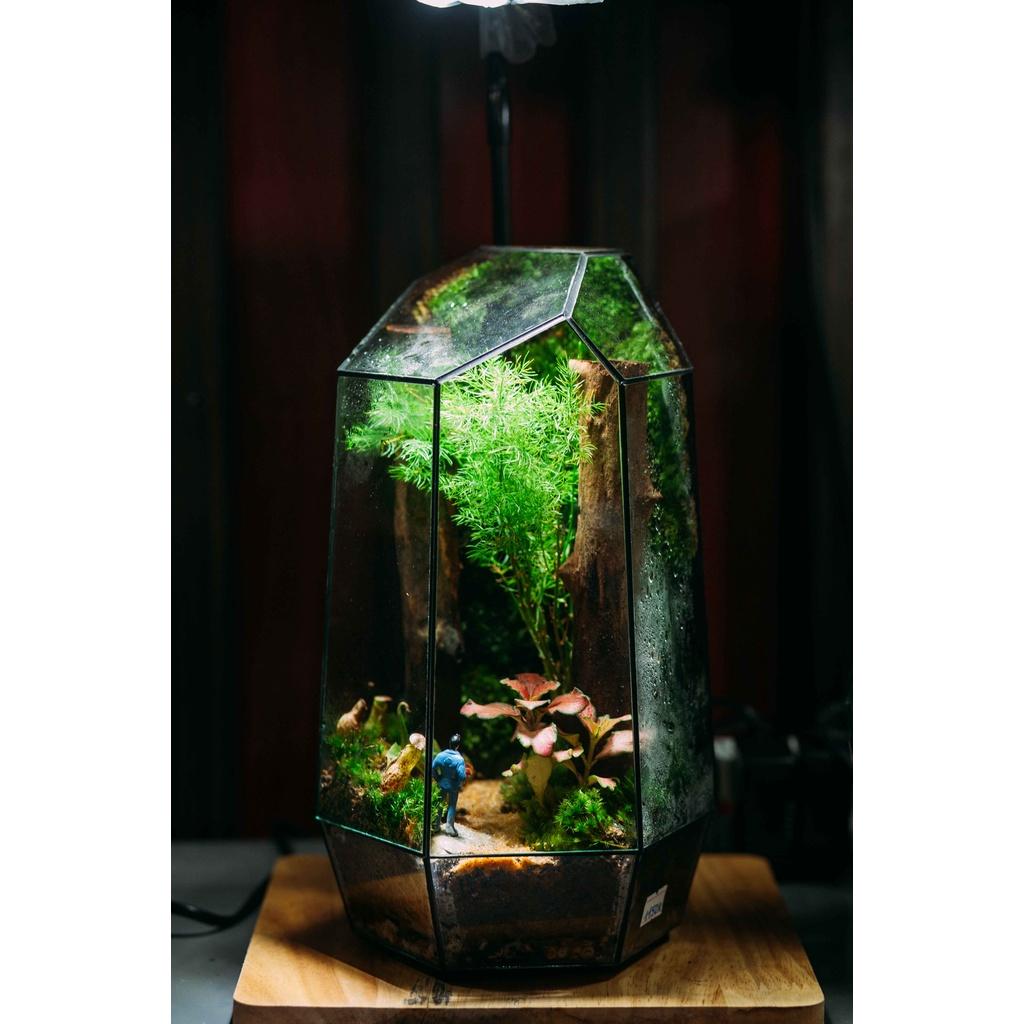 Bể Terrarium Đa Giác Setup Bán Cạn Để Bàn Làm Việc-Vườn Nhiệt Đới