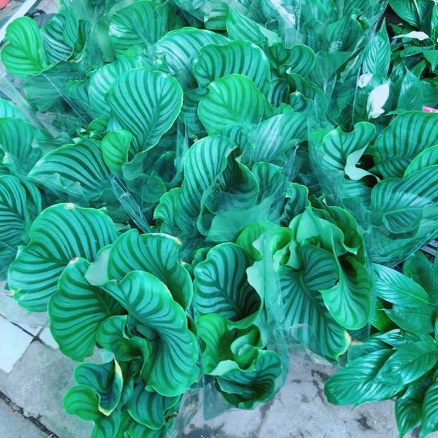 Đuôi Công Xanh