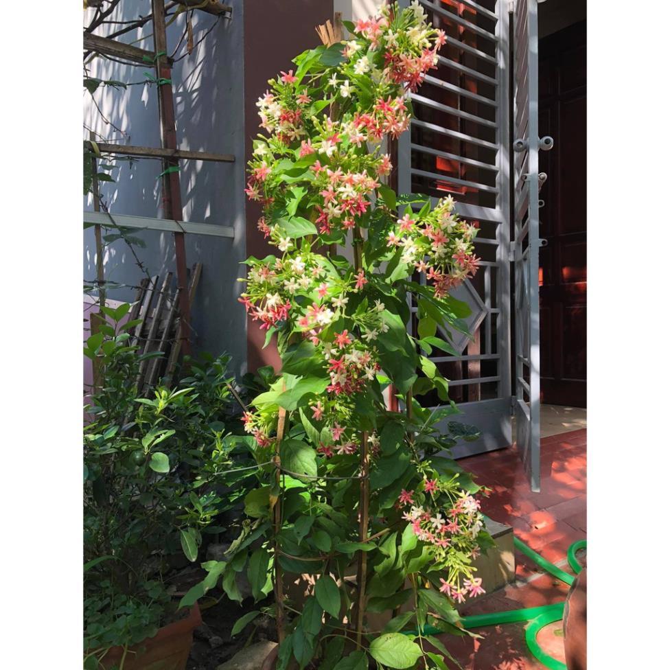Cây hoa sử quân tử - cây hoa giun đang hoa cao 1m