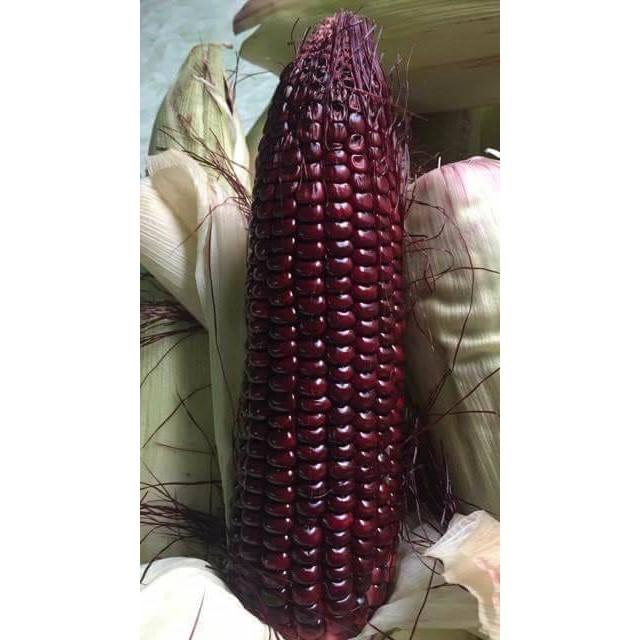 Hạt giống ngô nếp tím Thái Lan _gói 1kg