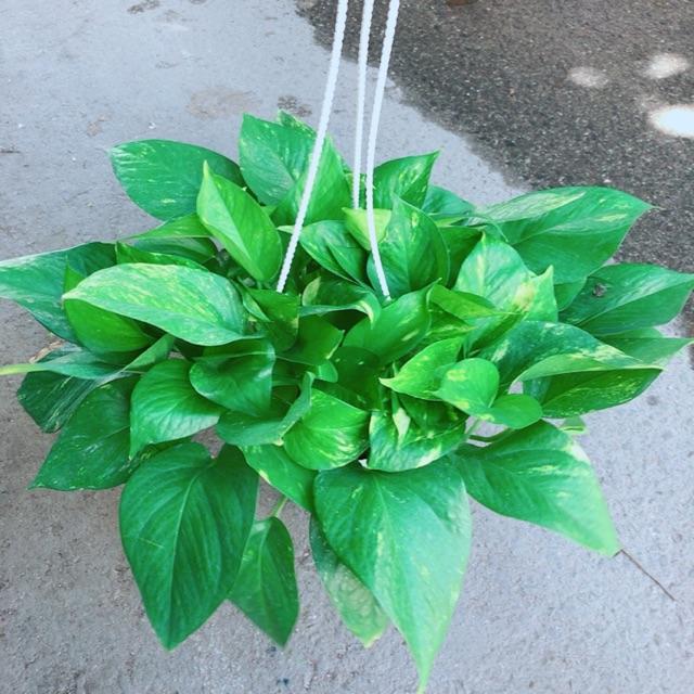 Chậu Trầu Bà Thái Size Đại