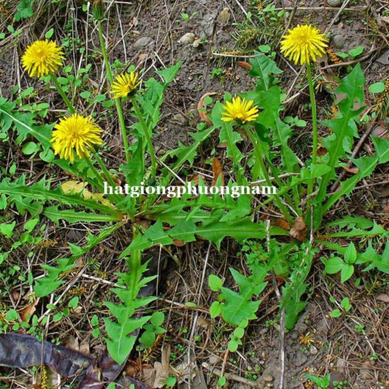 HẠT GIỐNG BỒ CÔNG ANH ITALIA