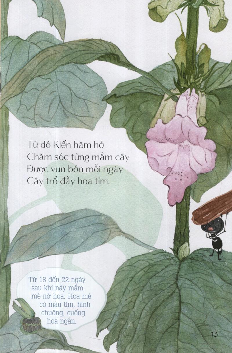 Từ Những Hạt Mầm: Kiến Đen Tìm Mè