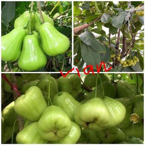 Cây giốn Mận Xanh đường