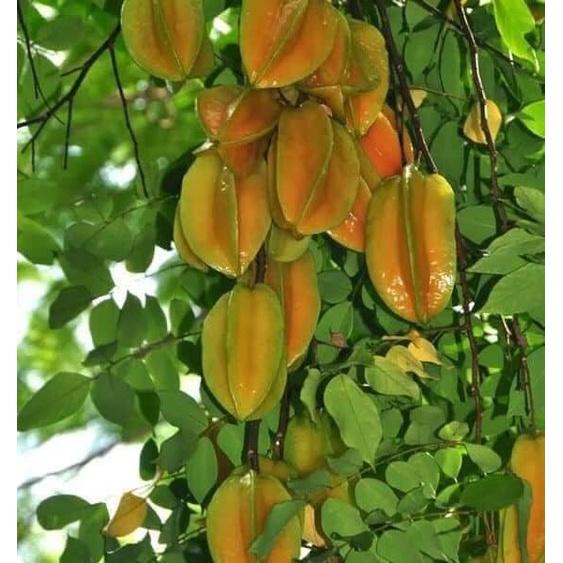 1 KG PHÂN BÓN HỖN HỢP NPK MINRO 15-5-20 *