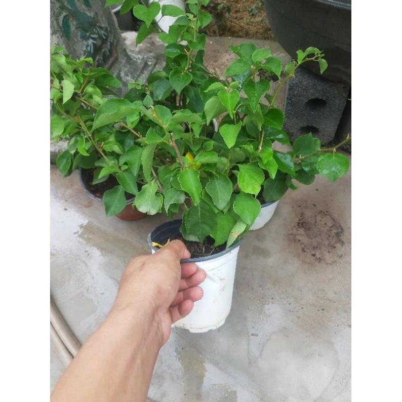Cây hoa giấy màu đỏ kép _cây hình 2 3