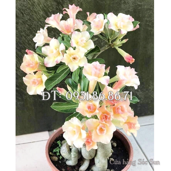 Hạt giống hoa sứ kép Bonsai Thái Lan màu vàng cam – Bịch 10 hạt – Mã số 1761