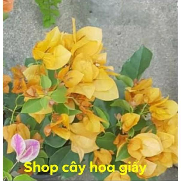 Cây hoa giấy giống màu vàng _ cây giống hình 2 3